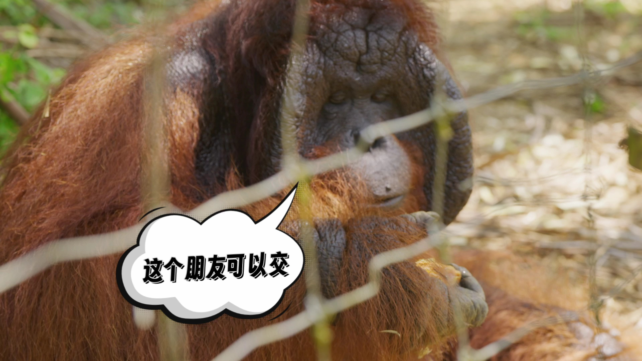 金龟子带你看世界 8集