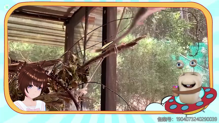 白白侠的动物朋友 318集