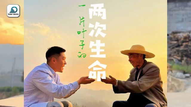 看!2024“贵州绿茶”第一采,听!一片叶子的两次生命