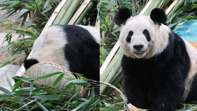 大熊猫丫丫埋头干饭,直接将头藏进篮子:幸福吃胡萝卜和笋笋