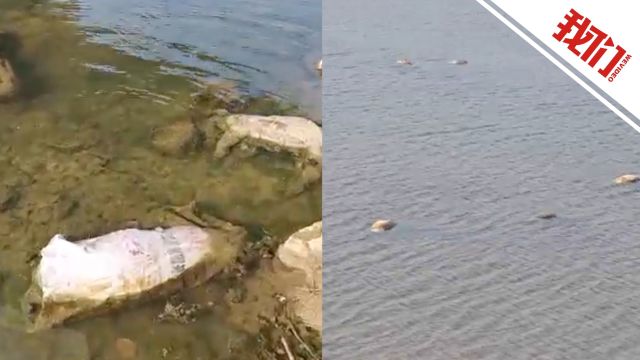 河南泌阳一河道漂浮多头死猪 官方:已打捞无害化处理 正调查来源