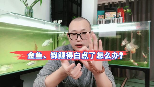 金鱼、锦鲤得白点了怎么办?