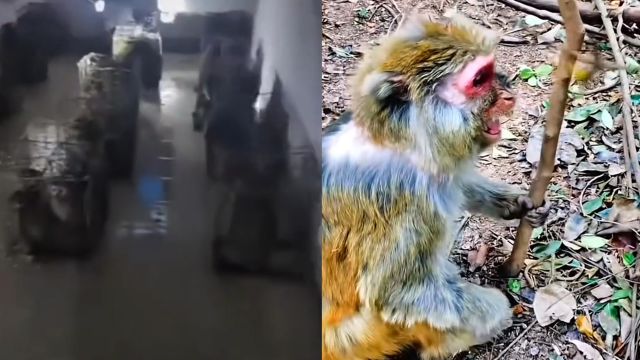 黔灵山公园多人暴力抓捕猕猴?贵州林业局通报:专家建议控制数量