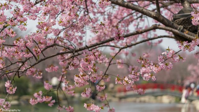 太湖鼋头渚樱花谷,樱花入画美不胜收