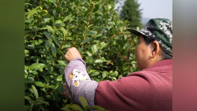 建德“千岛银针”头茬开采 茶农:品质比去年好