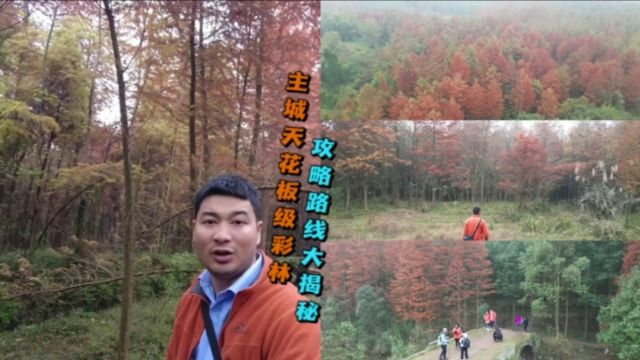 重庆主城彩林新去处!共有30万株,堪比南川山王坪!