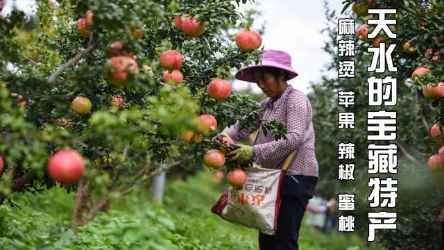 天水麻辣烫火出圈后,更多特产也被网友“扒”了出来,还真是一座宝藏城市