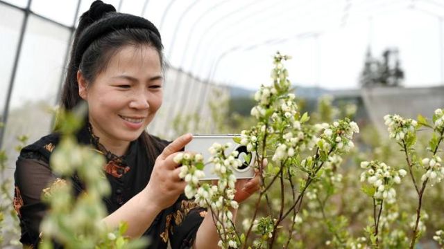 蓝莓花开满枝头 绽放丰收希望