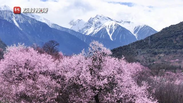 世外桃源!西藏林芝桃花雪山下盛放