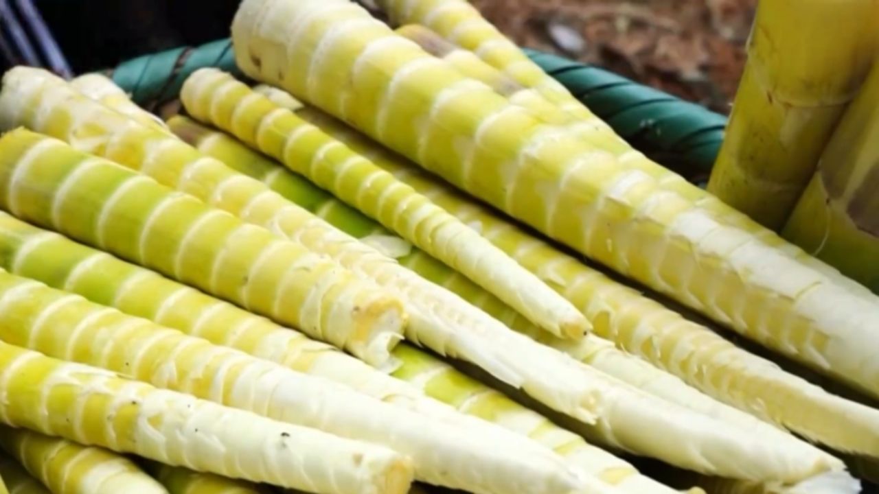 贵州桐梓:方竹笋采收期,无人机吊运方便又快捷_高清1080P在线观看平台_腾讯视频