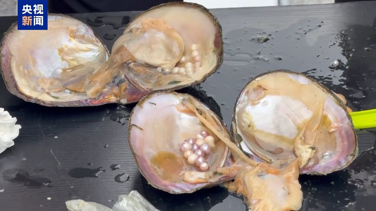 沉浸式体验“开蚌取珠”到浙江诸暨一起感受珍珠文化_高清