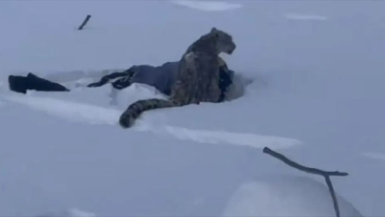 咬伤滑雪游客的雪豹，又咬死35只羊！当地通报_高清1080P在线观看平台_腾讯视频