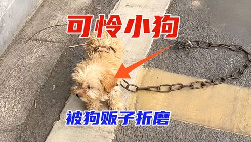 小狗从狗贩子手里死里逃生，却因为找不到家在大街上四处游荡。_高清1080P在线观看平台_腾讯视频