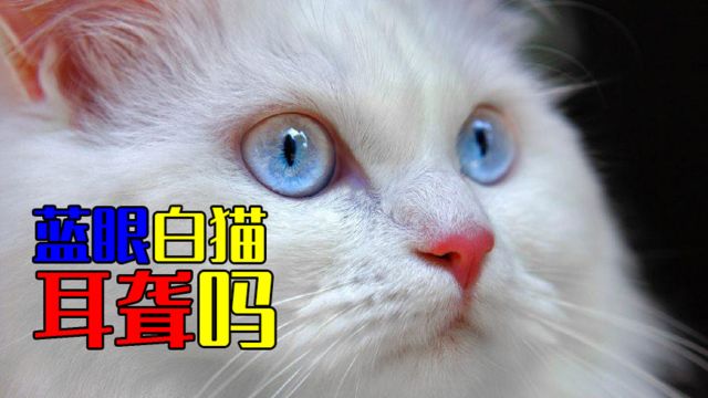 漂亮的蓝眼白猫是耳聋听不见吗