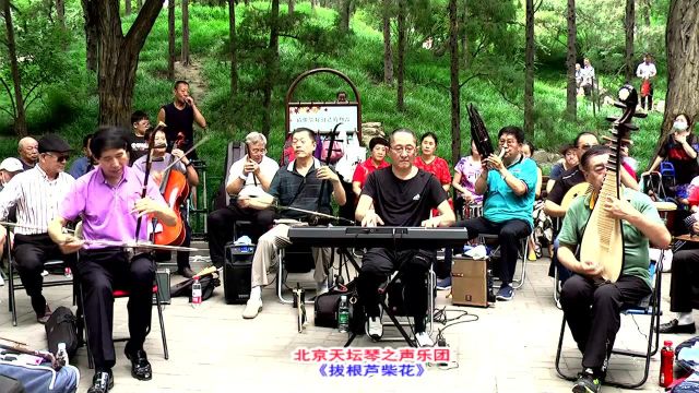 江苏扬州民歌《拔根芦柴花》,天坛琴之声乐团表演作品