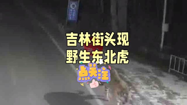 吉林街头出现东北虎