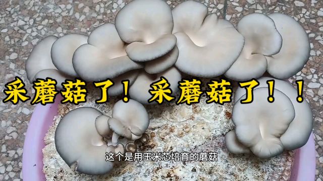 采蘑菇了!采蘑菇了!!