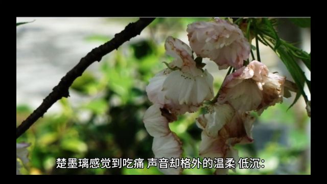 精彩热门分享《云香鬓乱》沈花枝楚墨璃——必读女频完整版