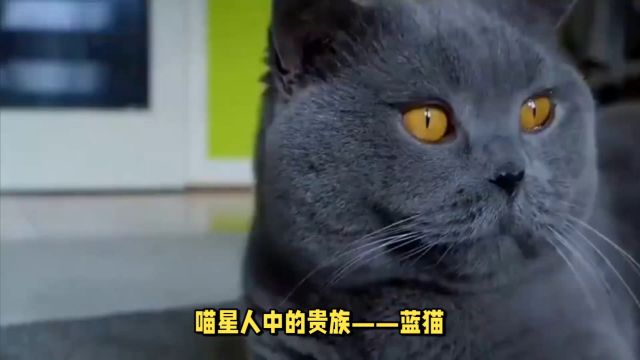 【绝了!𐟘】养猫新手必看!蓝猫的那些事…你真的都知道吗?!