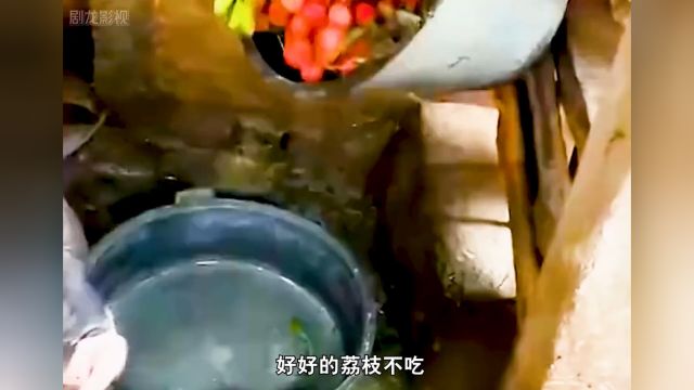 一款个头大,无核木糖醇荔枝罐头,一口一个也太爽了