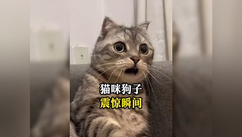 盘点那些震惊的猫狗#猫咪 #狗狗 #猫咪的迷惑行为 #狗狗的心思都写在脸上了