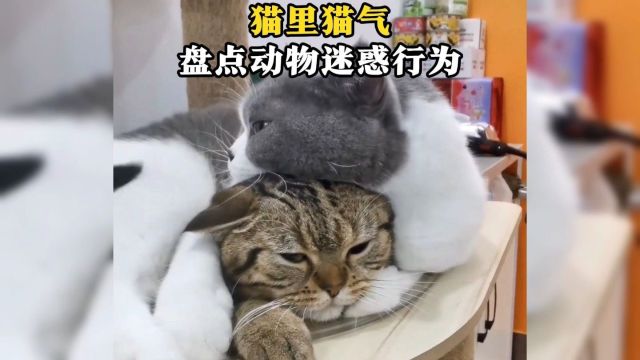 盘点猫大哥和它猫小弟的爱恨情仇