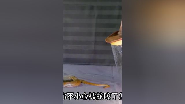 被蛇咬了怎么办?安全防范意识要做到.