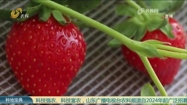 草莓新品种“金刚2号”:硬度不分季节,口感脆甜,延长货架期