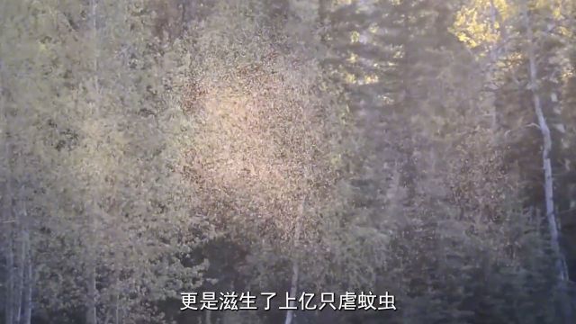 亚马逊雨林为何被称为人类禁区?其危险程度超出你想象