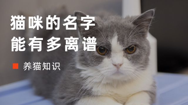 猫咪名字大赏,快看看你家猫上榜没有!