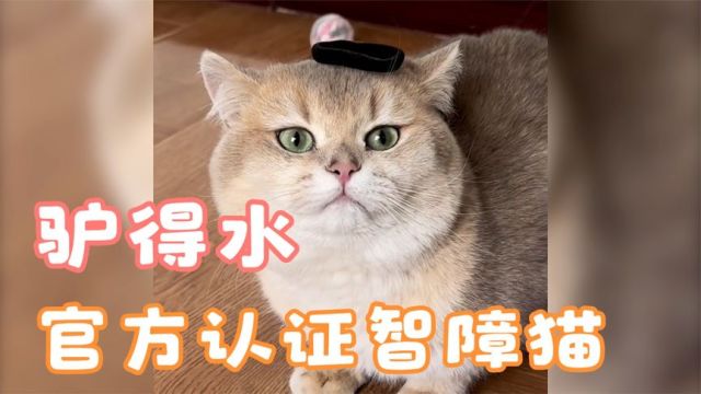 官方认证的【智障猫】,每天傻出新高度!