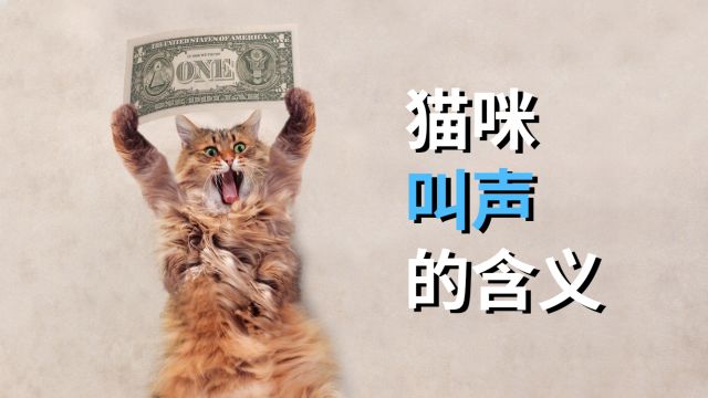 猫咪叫声的含义