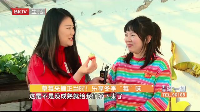 草莓采摘正当时!乐享冬季“莓”味 如何采摘甜草莓?