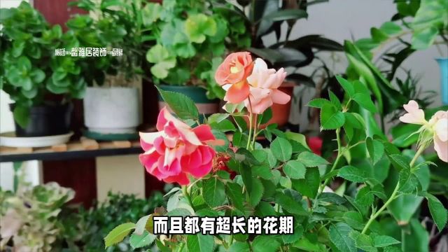 室内花卉揭秘:这些植物四季开花,让你的家充满生机