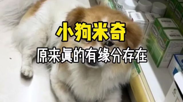 这是一只感动无数人的狗狗的故事…… #狗狗故事