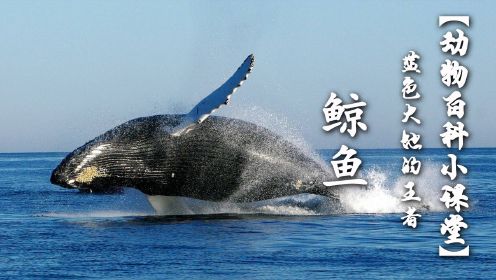 蓝色大地的王者：鲸鱼的故事