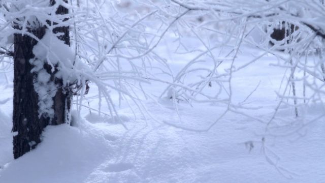 哈尔滨人不可或缺的冰雪记忆 敬一丹:冰雪里有诗,冰雪里也有画