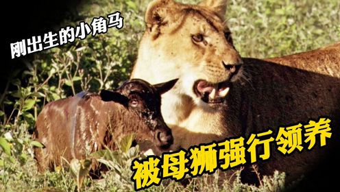 母狮抓住小角马竟然不吃，母性大发的母狮给了它一条活路