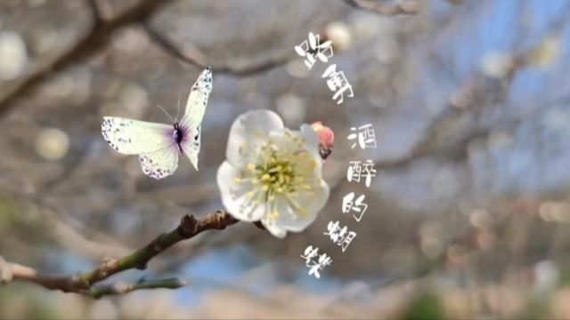 路勇《酒醉的蝴蝶》素材来自“宁波奉化曹雪芹风筝博物馆”花叶蔓手机随拍