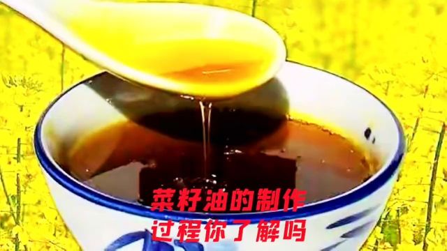 菜籽油的制作过程你了解吗?涨知识每天跟我涨知识小小科学家我要上热门