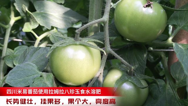 大量元素水溶肥四川米易番茄使用拉姆拉八珍玉食大量元素水溶肥,挂果多,果个大,亮度高