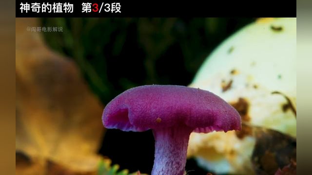 1153原来树也上网,被真菌菌丝联结的树维网纪录片植物