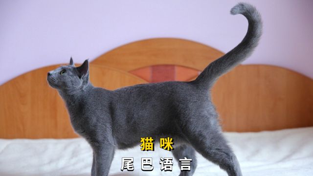 猫咪尾巴语言,你懂吗?