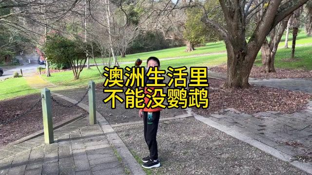 澳洲生活里不能没有鹦鹉.这玩意都要成精了.