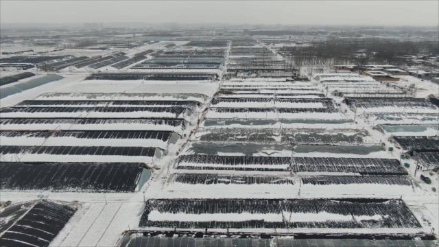 聊城莘县:积极应对降雪降温天气 保障正常农业生产