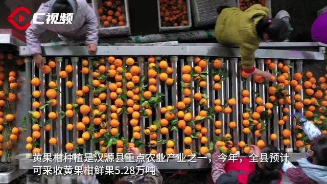 汉源:2.4万亩黄果柑陆续上市