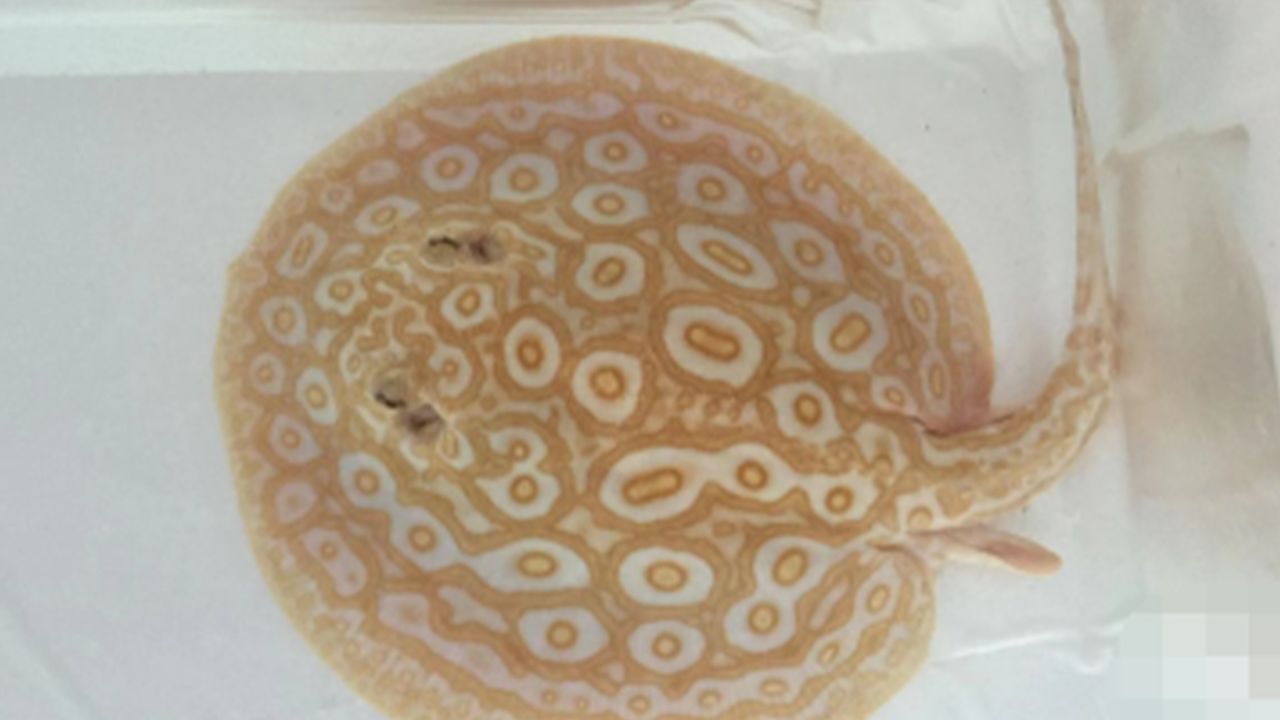 杭州男子一条鱼卖了37万:32万从泰国收购的白子黑帝王魟