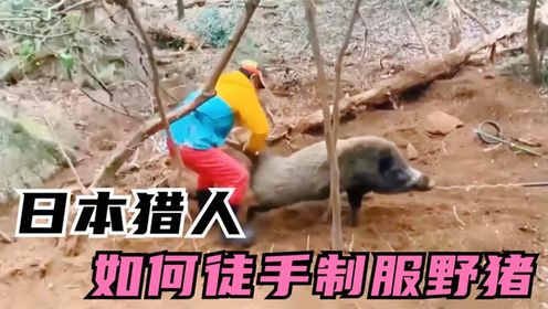 光影荒野求生纪录片几根绳子便能制服百公斤的野猪,日本猎人属实将捆绑技术玩明白了_高清完整版视频在线观看_腾讯视频