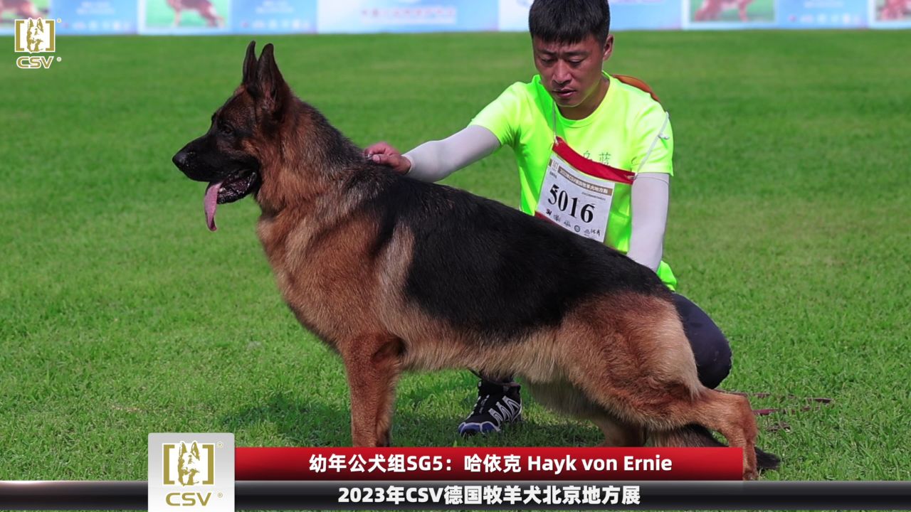 2023年csv德国牧羊犬北京地方展幼年公犬组sg5犬只讲评