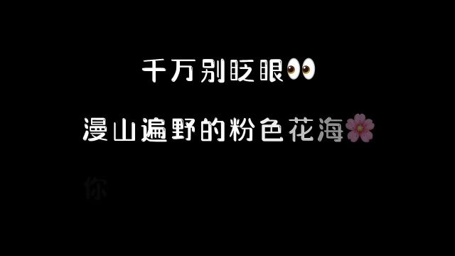 被人艾特看漫山遍野的粉色花海真的是一件超级幸福的事.治愈系风景我用镜子接住春天的花